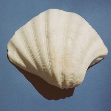 Load image into Gallery viewer, White shell on a blue background